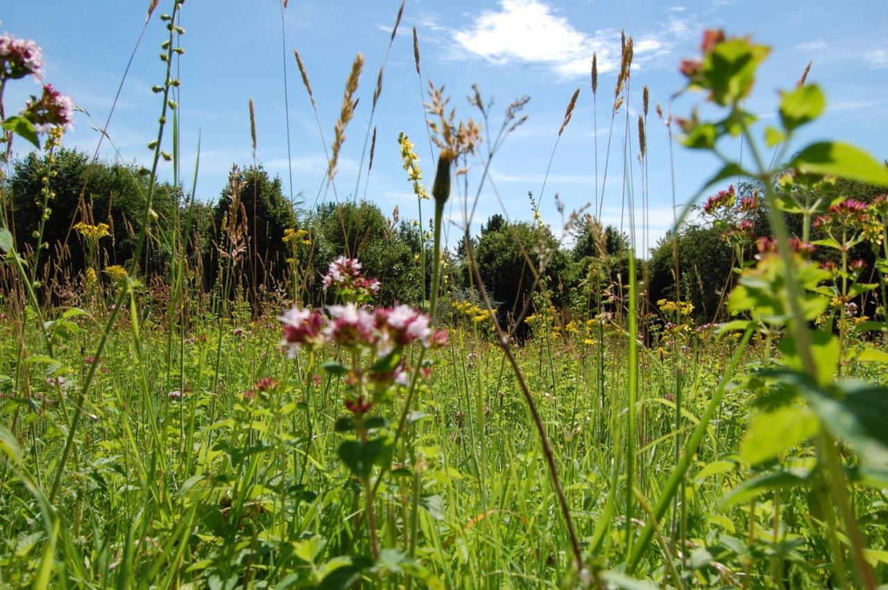 South Downs Eco Lodge & Camping East Meon Dış mekan fotoğraf